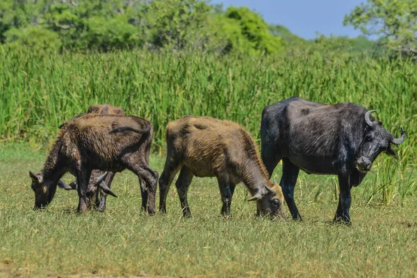 Buffalo Agua Isla Sri Lanka — Foto de Stock