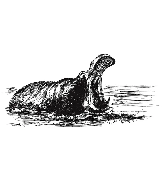 Esbozo de mano de un hipopótamo rugiente en el agua — Vector de stock