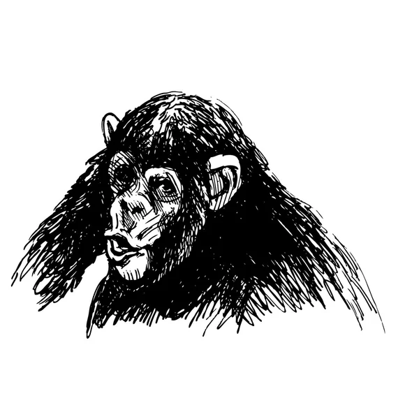 Hand sketch of a young chimpanzee — Stock Vector