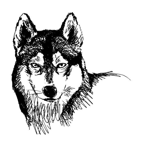 Croquis à la main tête husky — Image vectorielle