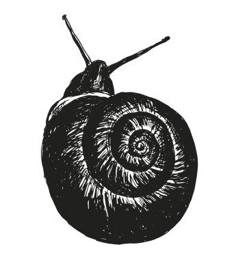 El kroki salyangoz