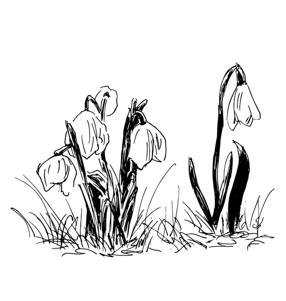 Croquis à la main snowdrop — Image vectorielle