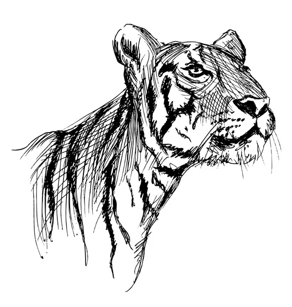 Esbozo de mano de un tigre joven — Vector de stock