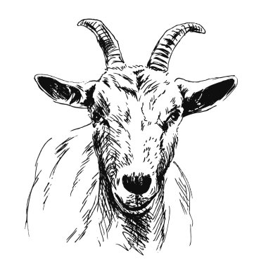 Hand sketch of goat head clipart