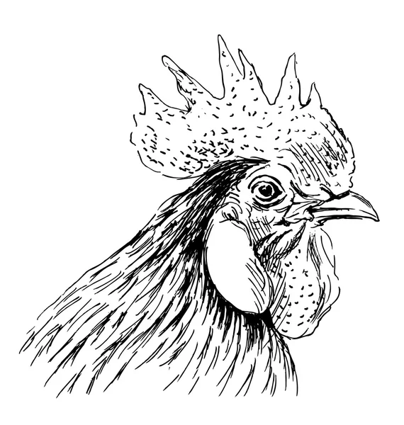 Tangan sketsa kepala ayam jantan - Stok Vektor