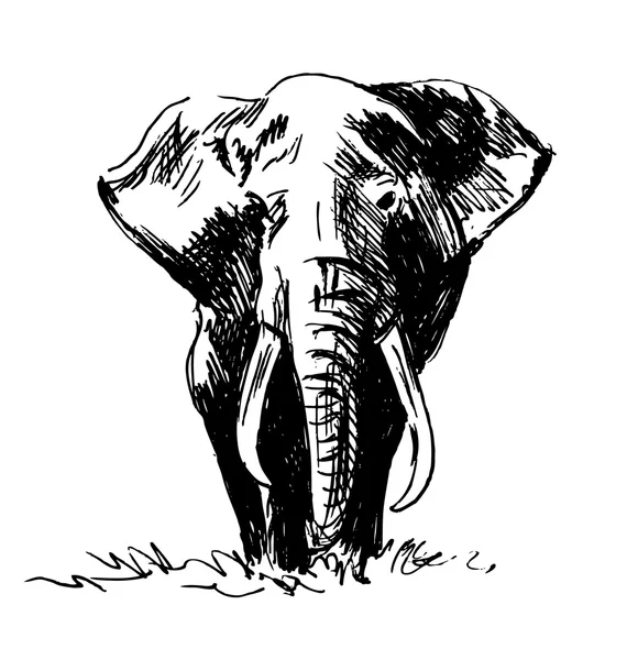 Esbozo de mano de un elefante — Vector de stock