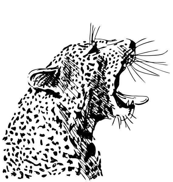 Hand sketch of the head of a roaring leopard