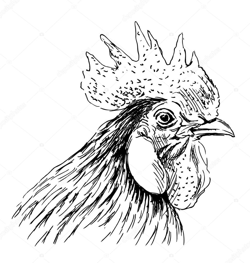 HandSkizze Hahn Kopf — Stockvektor © onot 112717728