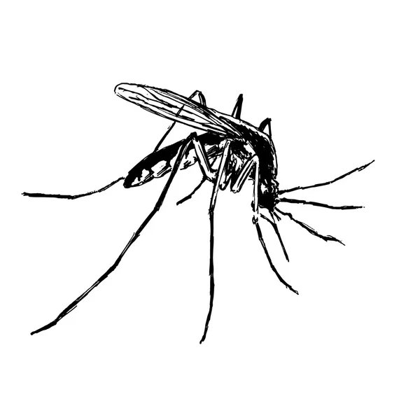 Hand sketch mosquito — Stock Vector