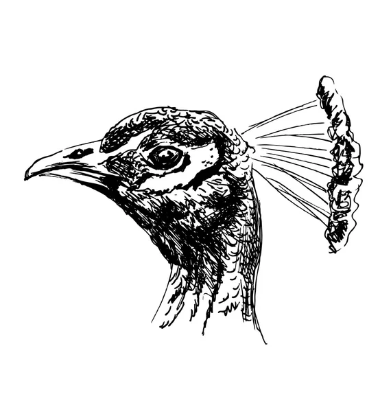 Schizzo a mano della testa di un pavone — Vettoriale Stock