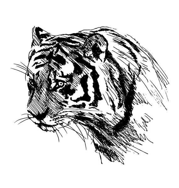 Hand sketch of the head of the tiger