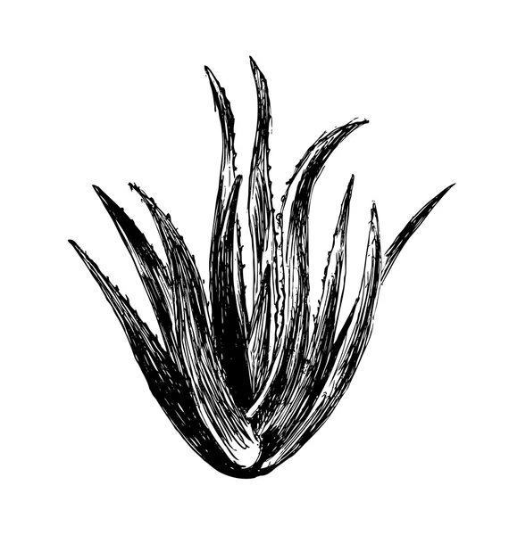 Croquis à la main plante aloe vera — Image vectorielle