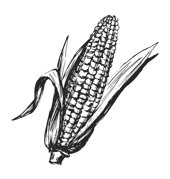 Mano boceto maíz — Vector de stock