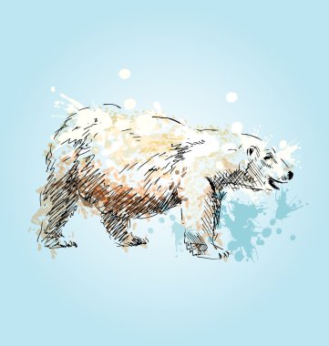 Bir kutup ayısı renkli kroki