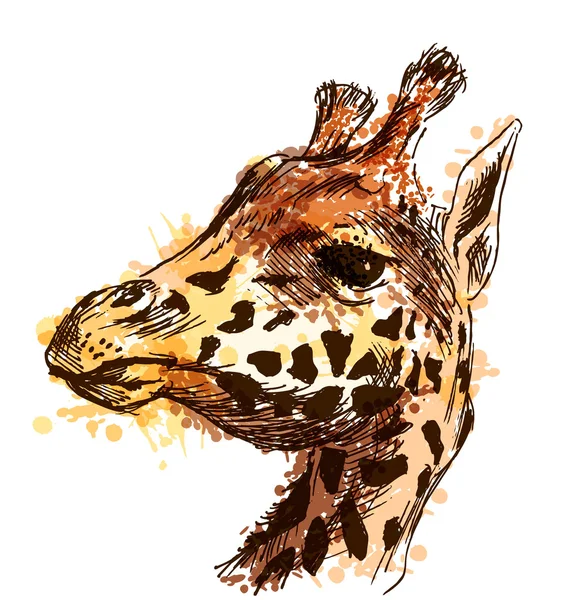 Farbige Handskizze Kopf Giraffe — Stockvektor