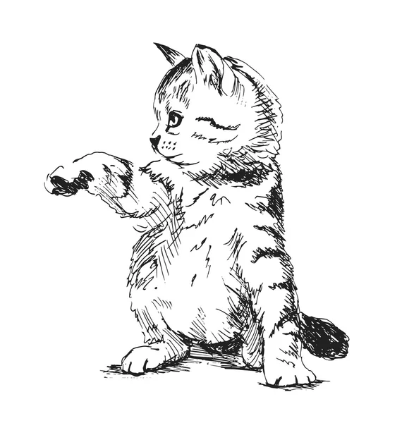 Croquis à la main chaton — Image vectorielle