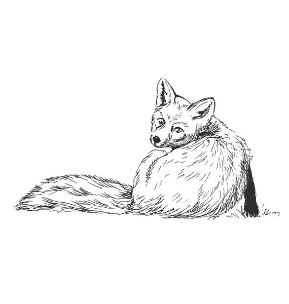 Croquis main renard — Image vectorielle