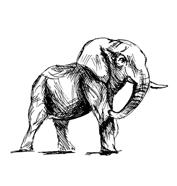 Esboço de mão de um elefante —  Vetores de Stock