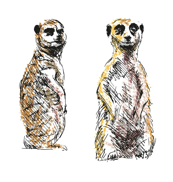 Mão colorida desenho meerkats —  Vetores de Stock