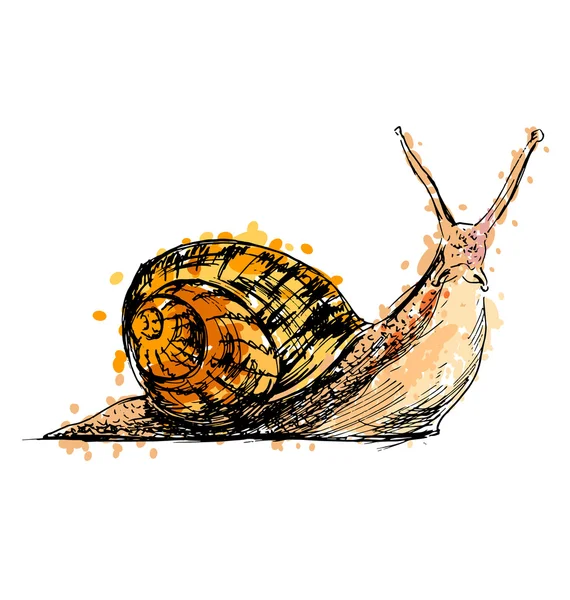 Couleur dessin à la main d'un escargot — Image vectorielle