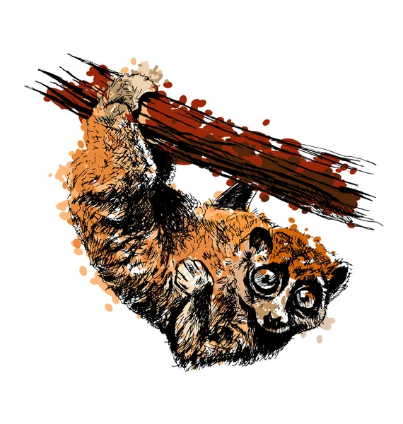 Mano coloreada dibujando un loris lento Sunda — Vector de stock