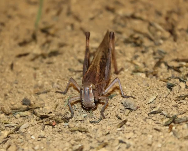 Grasshopper desde la vista frontal — Foto de Stock