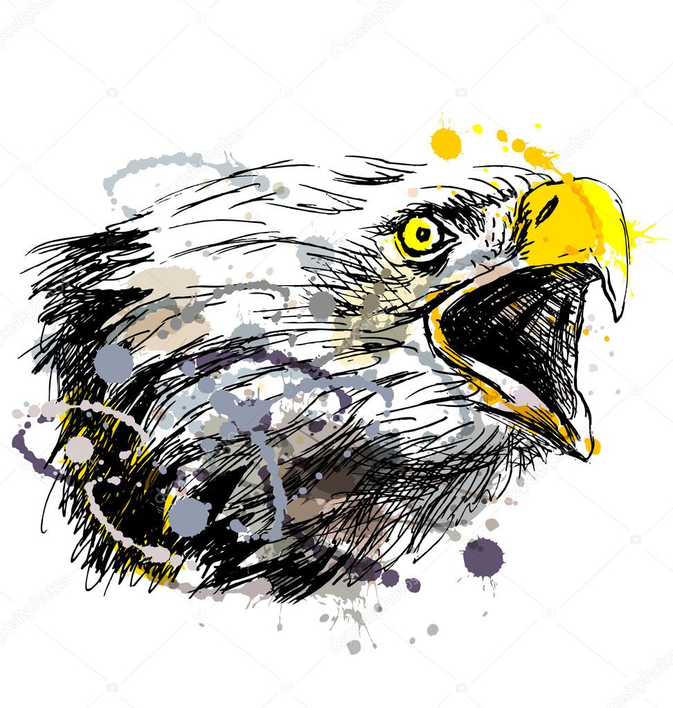 Colored hand sketch head bald eagles