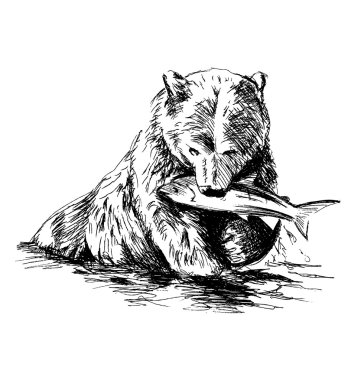 El kroki ayı balık yakalamak