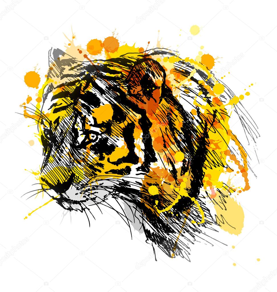 Colored hand sketch of the head of the tiger