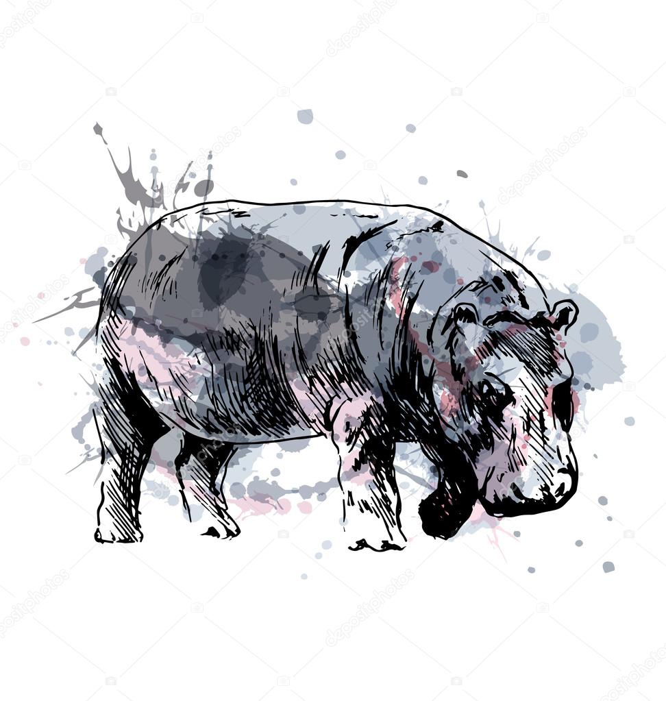 Colored hand drawing of a hippopotamus