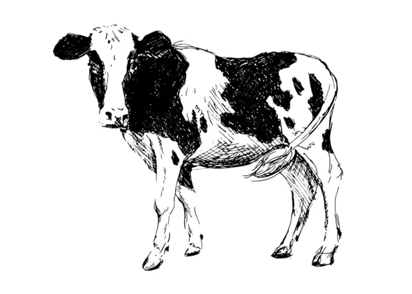 Hand drawing cow Vector Graphics