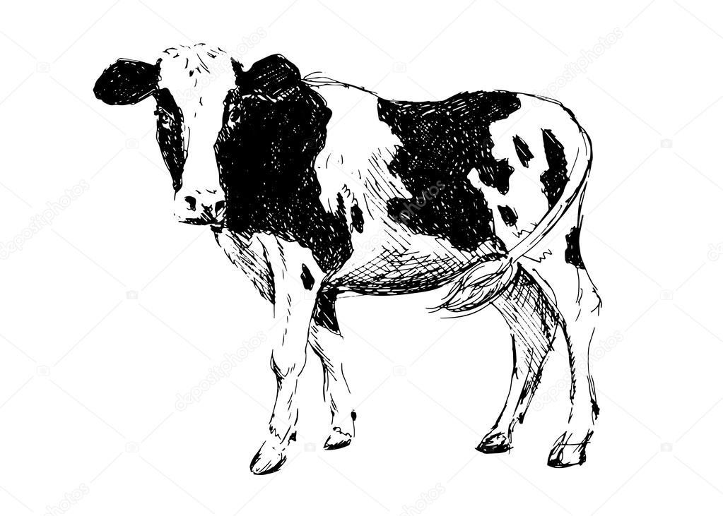 Hand drawing cow
