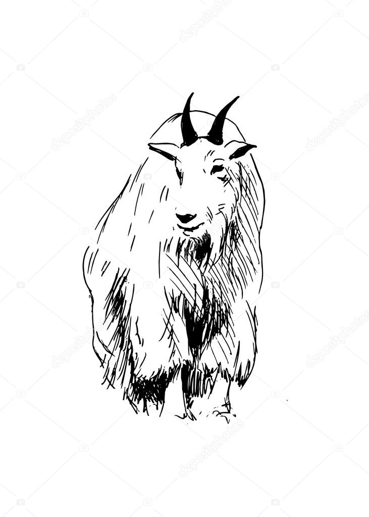 Drawing of a mountain goat