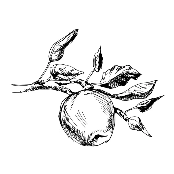 Manzana — Vector de stock