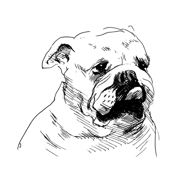 Ruční kresba psí hlavu — Stockový vektor