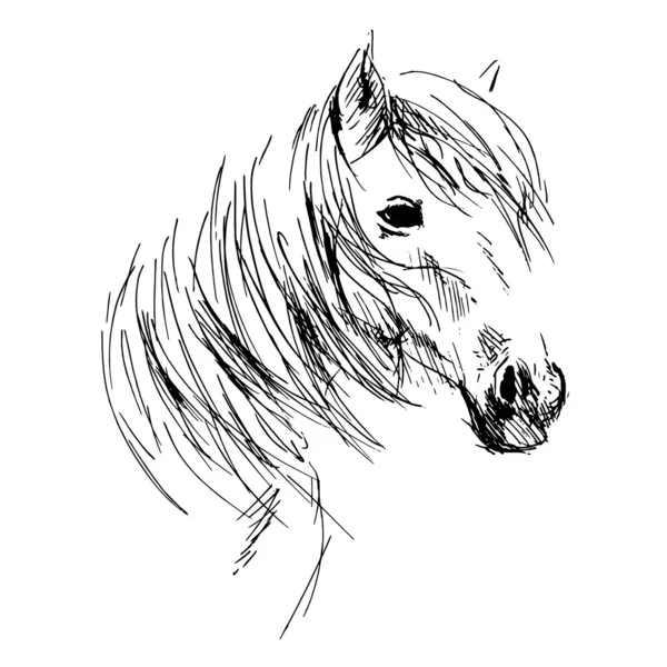 Cabeza de caballo dibujo a mano — Archivo Imágenes Vectoriales