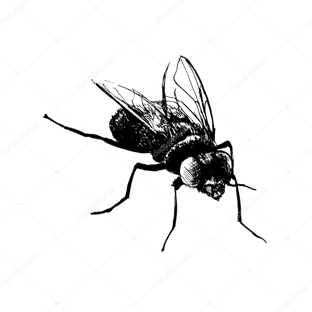 Hand drawing fly