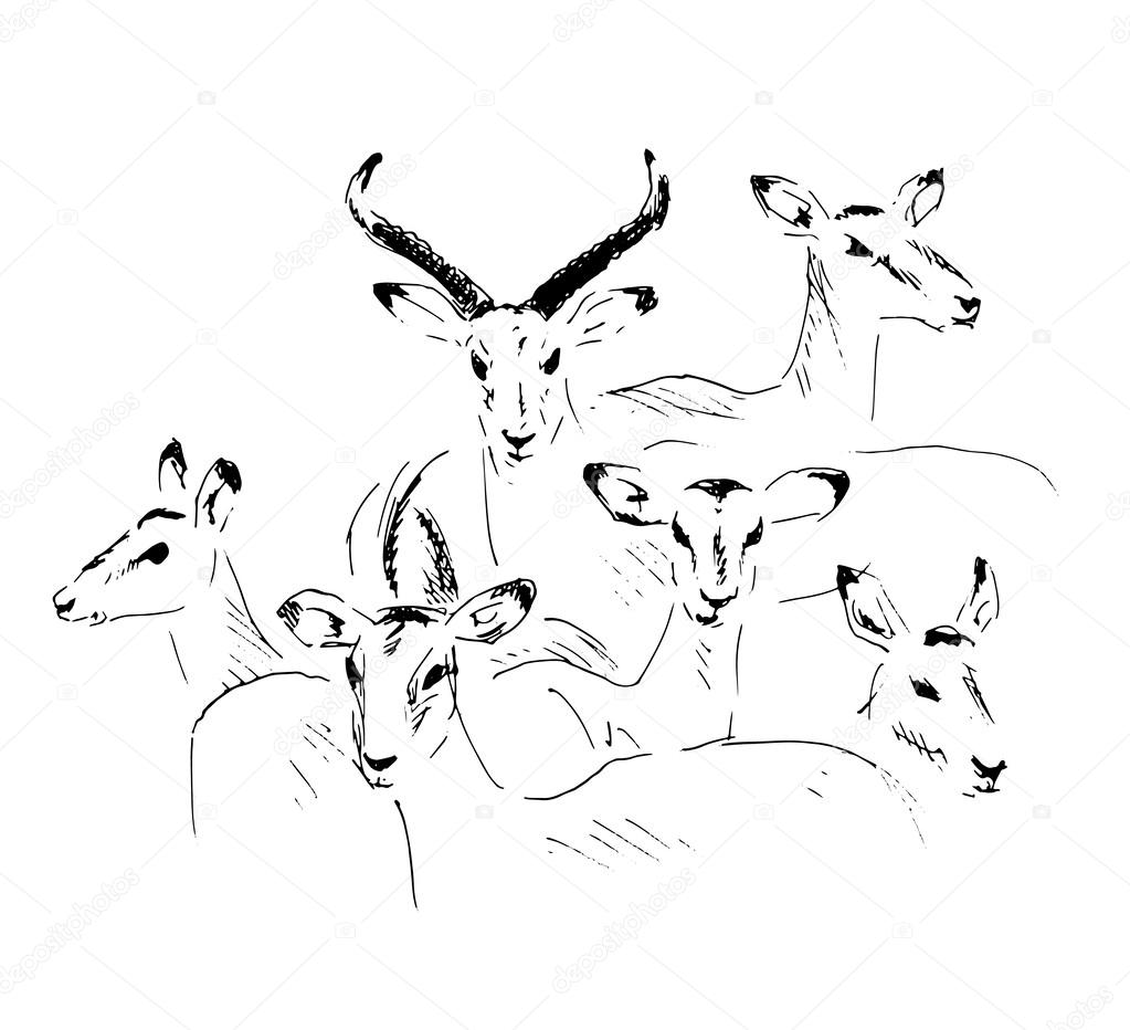 Hand sketch antelope