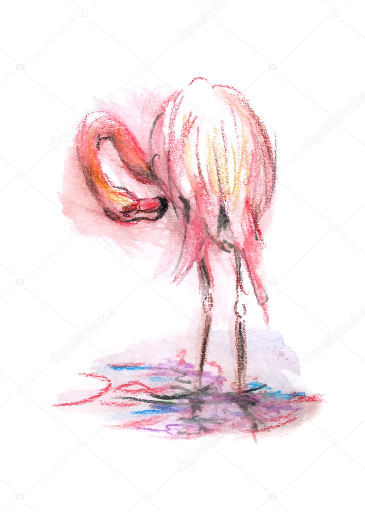 Color sketch flamingo