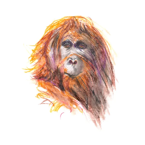 红毛猩猩的头 — 图库矢量图片