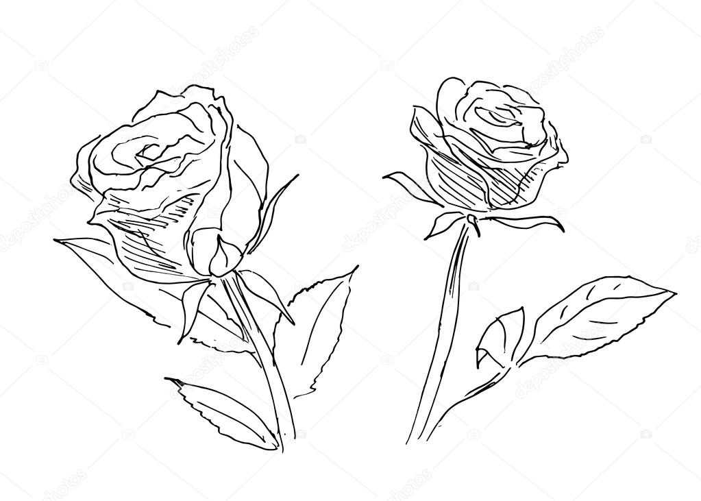 Hand sketch of two roses