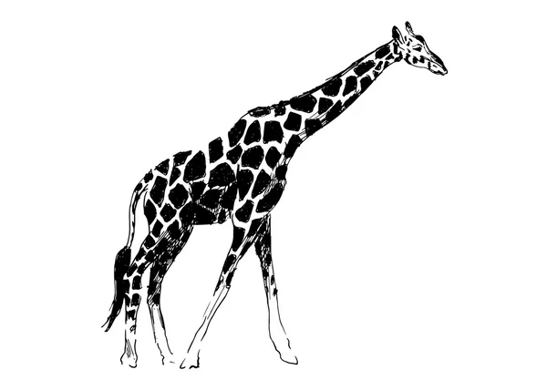 Giraffa disegno a mano — Vettoriale Stock