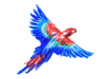 Çizim Amerika papağanı