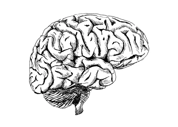 Menselijke hersenen — Stockvector
