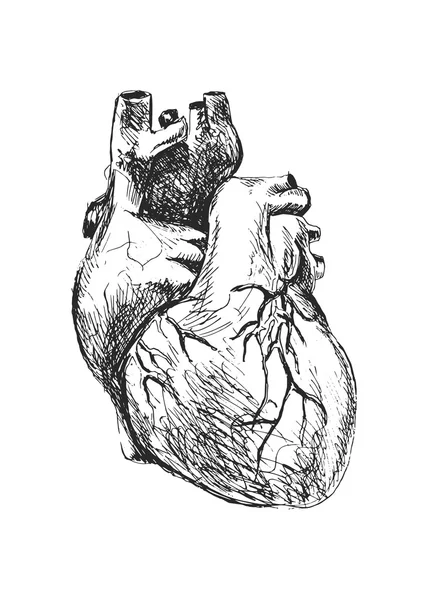 Menselijk hart — Stockvector