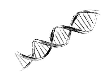 DNA'ın yapısı