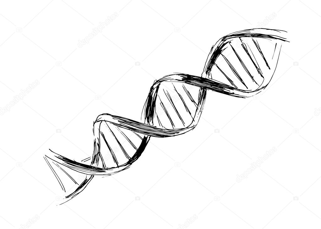 The structure of DNA