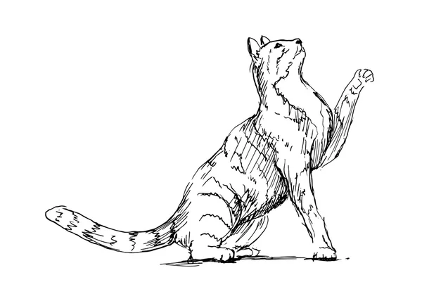 Drawing cat — Stock Vector