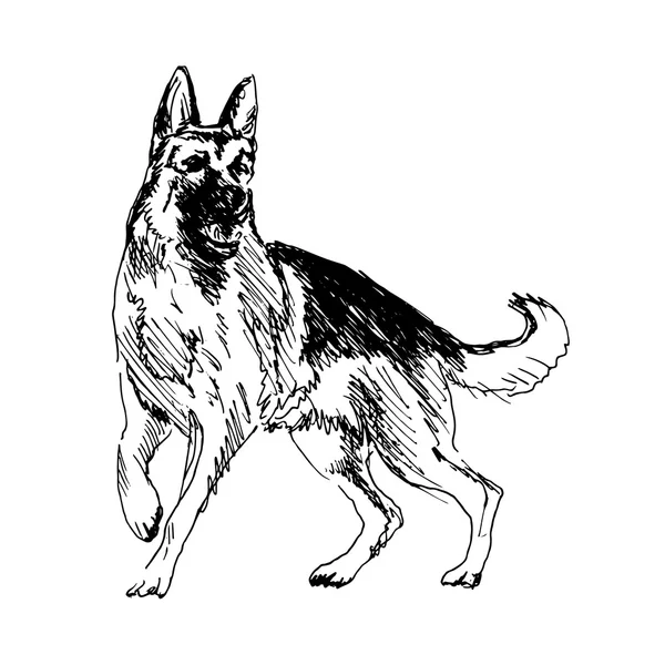Deutscher Schäferhund — Stockvektor