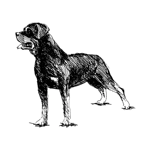 Boceto de mano rottweiler — Vector de stock